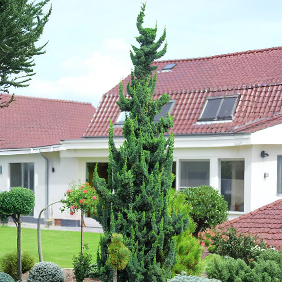 Losona paciprese 'Wisells Saguaro'